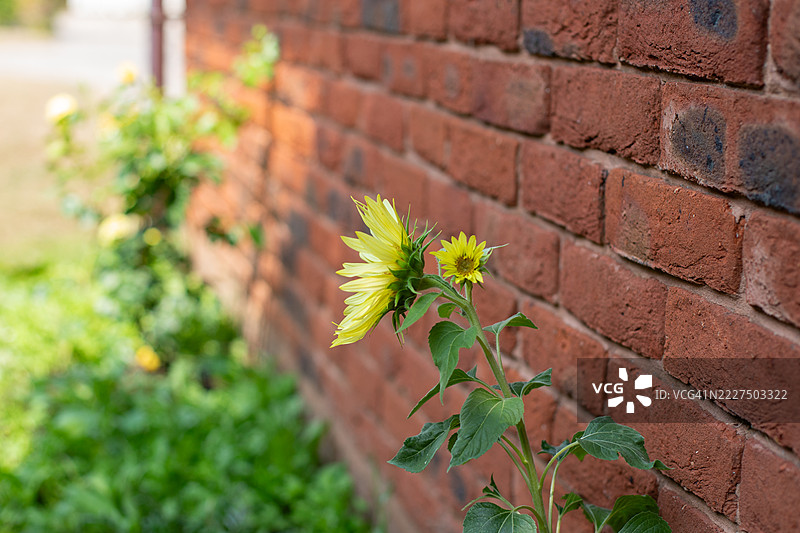 夏季向日葵，英国花园图片素材