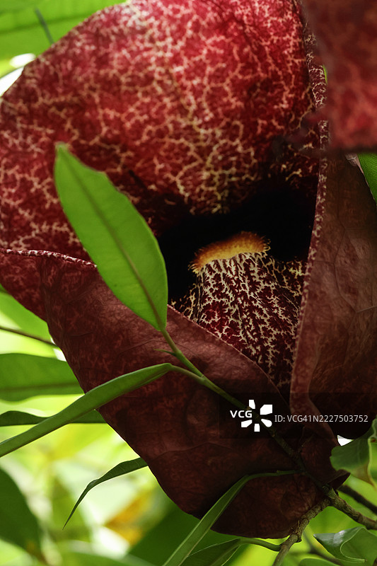 优雅的荷兰管道藤（Aristolochia）的花。图片素材
