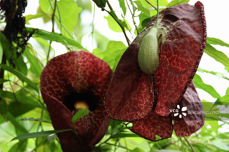 优雅的荷兰管道藤（Aristolochia）的花朵。图片素材