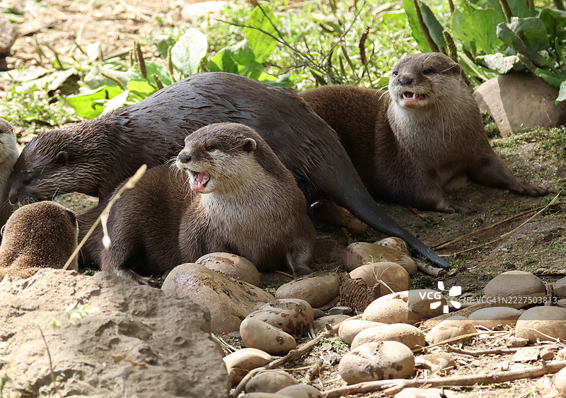 一群亚洲短爪水獺在水边。图片素材