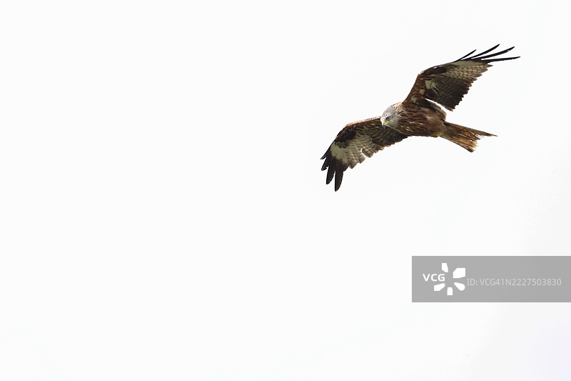 一只壮丽的红隼（Milvus milvus）在天空中飞翔。图片素材