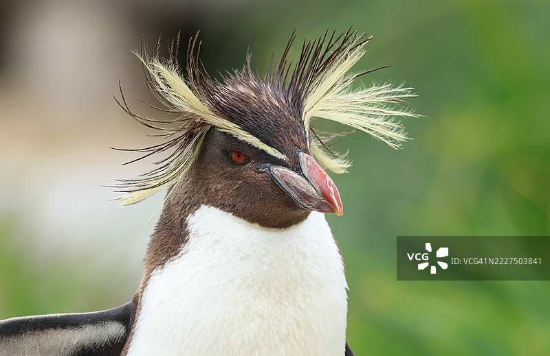 一只可爱的岩跳企鹅（Eudyptes moseleyi）的特写镜头。图片素材