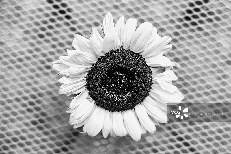 黑白向日葵艺术图像图片素材