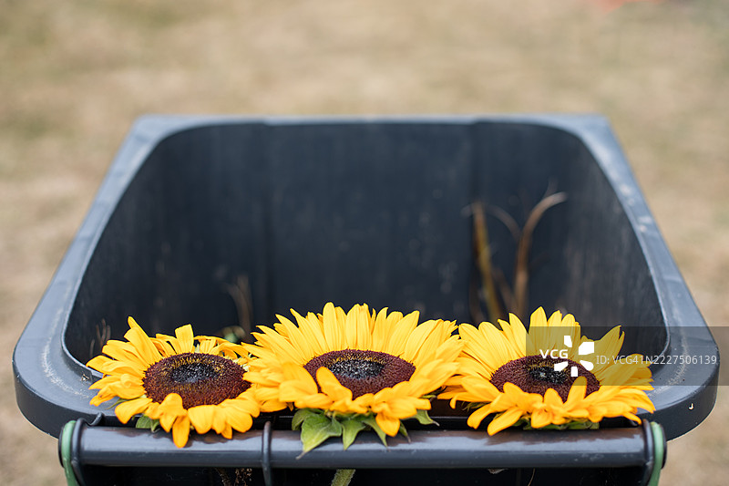 英国花园废物收集图片素材