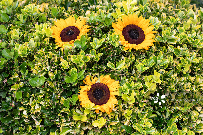 向日葵的微笑，英国花园摄影图片素材