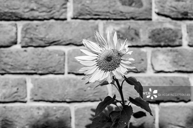 怀旧的向日葵图像图片素材