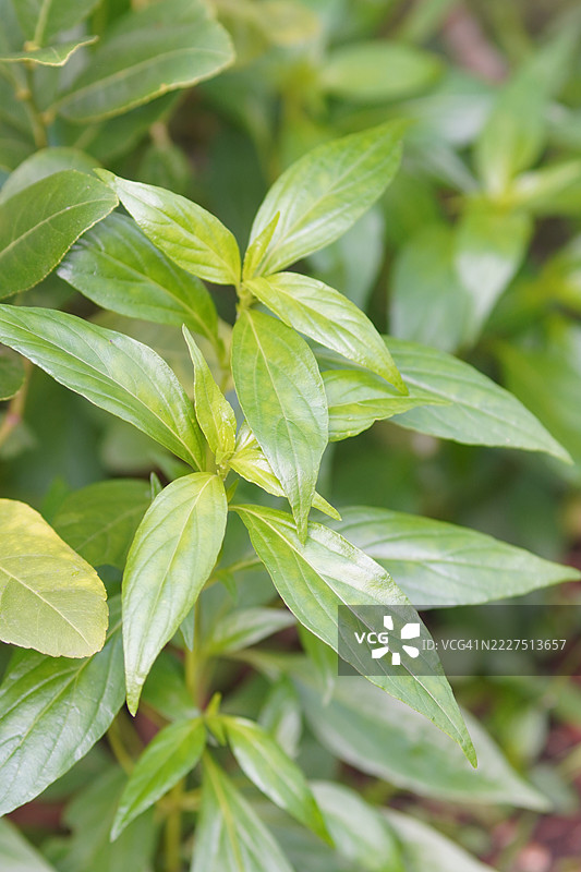 苦胆王的学名为穿心莲(Andrographis paniculata Burm, Wall. Ex Nees),法塔莱(Fah Talai jhon),泰国草药可缓解喉咙痛,降低发热,清热解寒,绿色叶菜具有保护冠状病毒和新冠病毒(COVID-19)的特性。图片素材