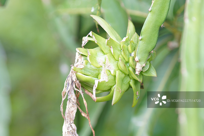 白肉火龙果，泰国龙果，放在不锈钢碗中，白肉火龙果，仙人掌科，新鲜的粉色外壳，绿色花瓣，甜、酸或甜的火龙果，白色火龙果图片素材
