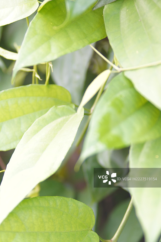 紫花泰国香草月桂钟藤，蓝色喇叭藤，月桂叶紫葳，林德尔紫葳。图片素材