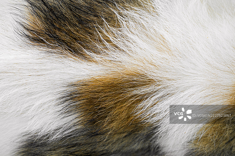 狗毛。动物毛发，带有浅棕色和白色的纹理和光泽。图片素材