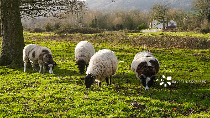 低影响的羊群放牧，用于保护公共土地。卡斯特尔莫顿公地，马尔文山，英国图片素材