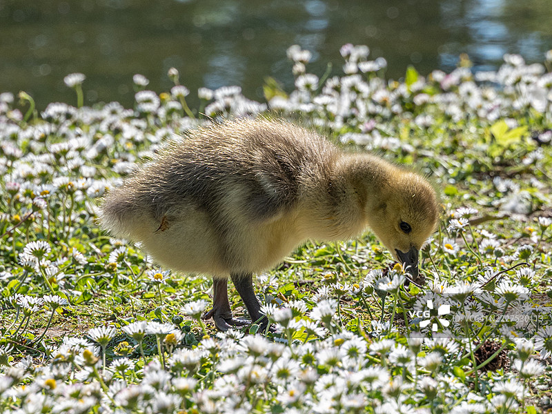 鹅雏图片素材