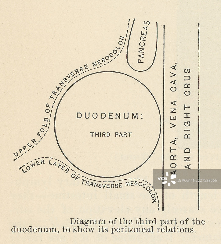 旧版雕刻插图，显示十二指肠第三部分的横截面图（小肠的第一部分，主要的铁吸收部位）图片素材