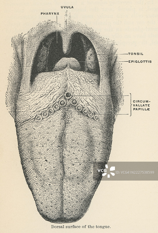 人类舌头背面的老式雕刻插图图片素材