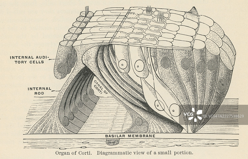 旧版雕刻插图的人耳 - 耳蜗内的科尔蒂器是内耳的一个关键结构，负责听觉。图片素材