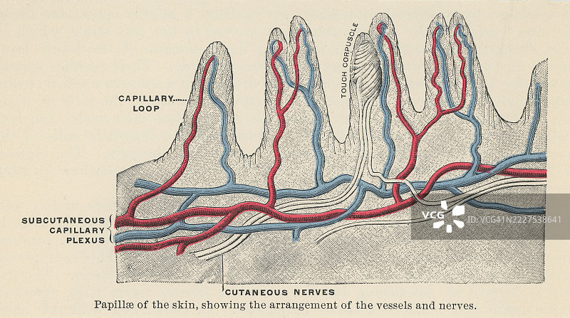 旧版雕刻插图，展示皮肤的纵向剖面图片素材