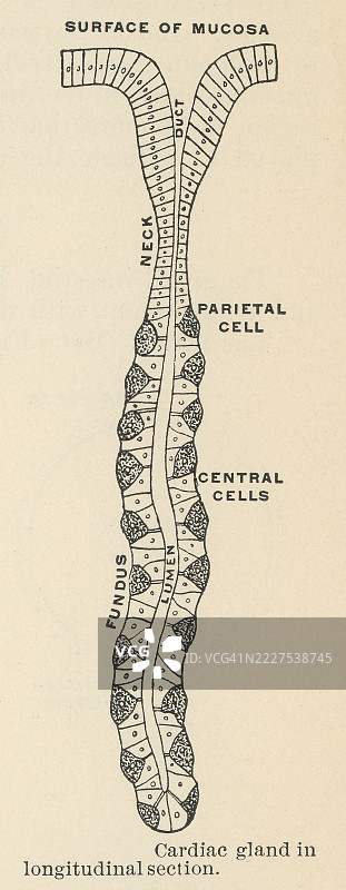 旧版雕刻插图，展示心脏腺或胃心腺，这些是位于胃贲门区域的专门分泌粘液的腺体。图片素材