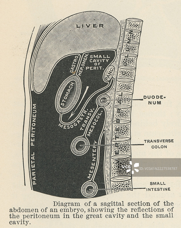 旧版雕刻插图，展示胚胎腹部的矢状切面图解图片素材