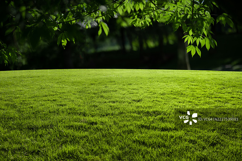 草地背景图片素材