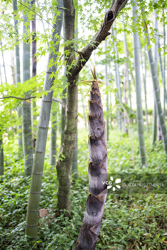 在竹林中生长的大竹笋图片素材