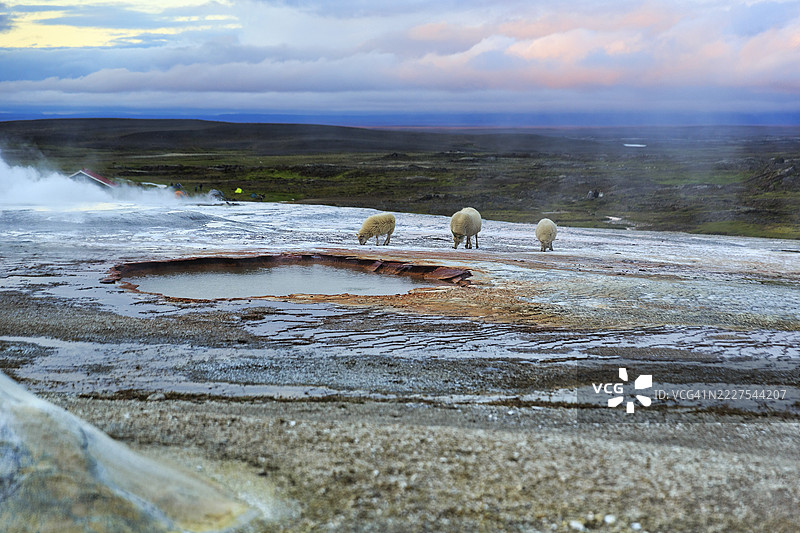 自由放养的羊在硫磺蒸汽弥漫的梯田上，位于冰岛高地的赫维拉维尔地热区，苏尔兰地区。图片素材