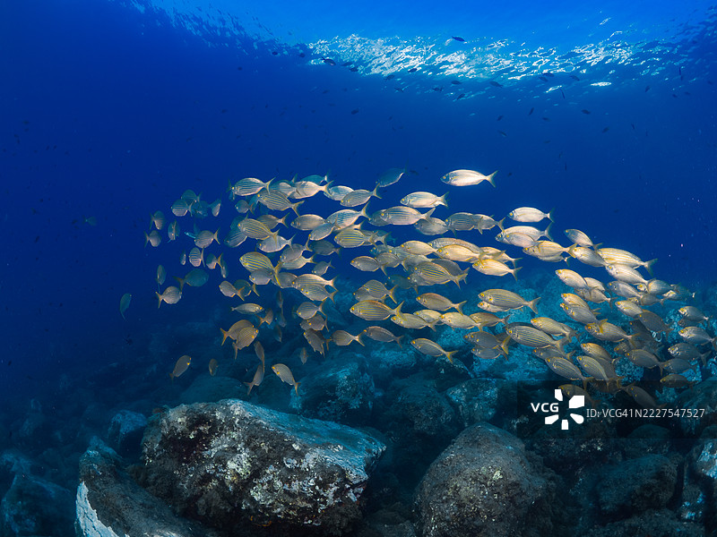 一群沙雷马鲷鱼在蓝色海洋的岩石礁石上游泳图片素材