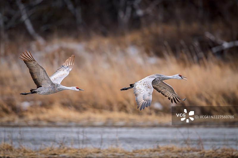 一对沙丘鹤在降雪后飞越普拉特河。图片素材