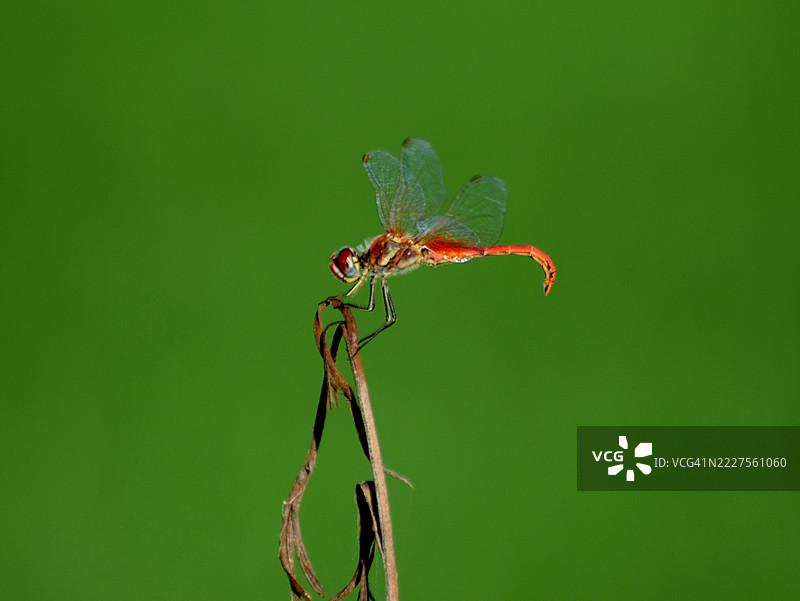 稻田里的蜻蜓图片素材