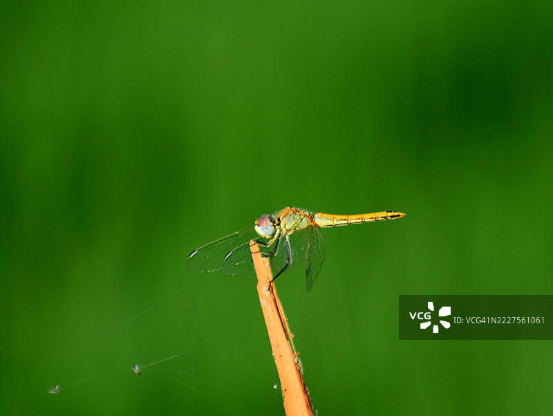 稻田里的蜻蜓图片素材