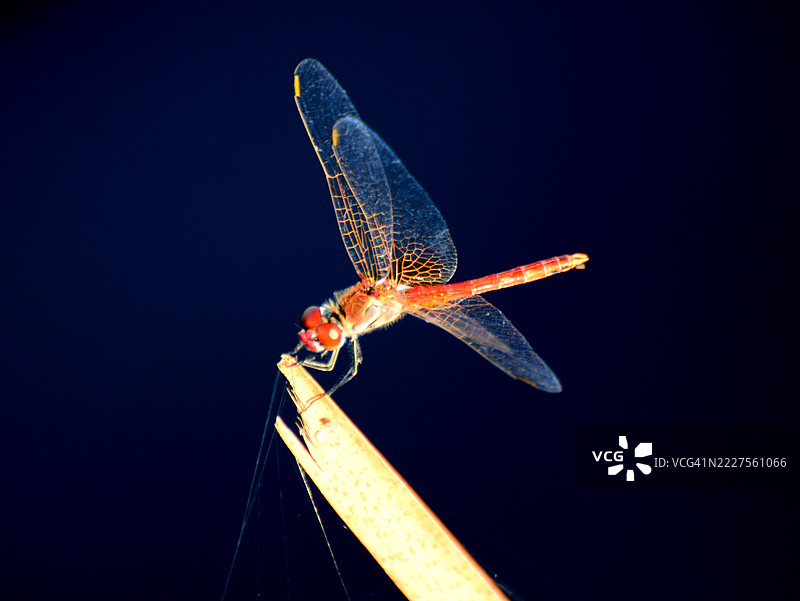稻田里的蜻蜓图片素材