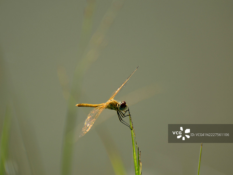 稻田里的蜻蜓图片素材