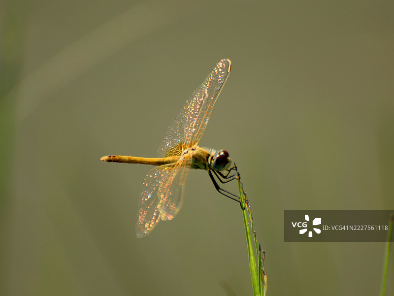 稻田里的蜻蜓图片素材