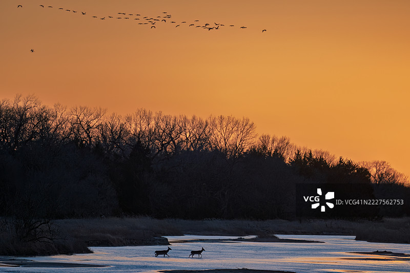日落时分，两只鹿在普拉特河上穿行的剪影，迁徙的沙丘鹤在内布拉斯加州基尔尼上空飞翔。图片素材