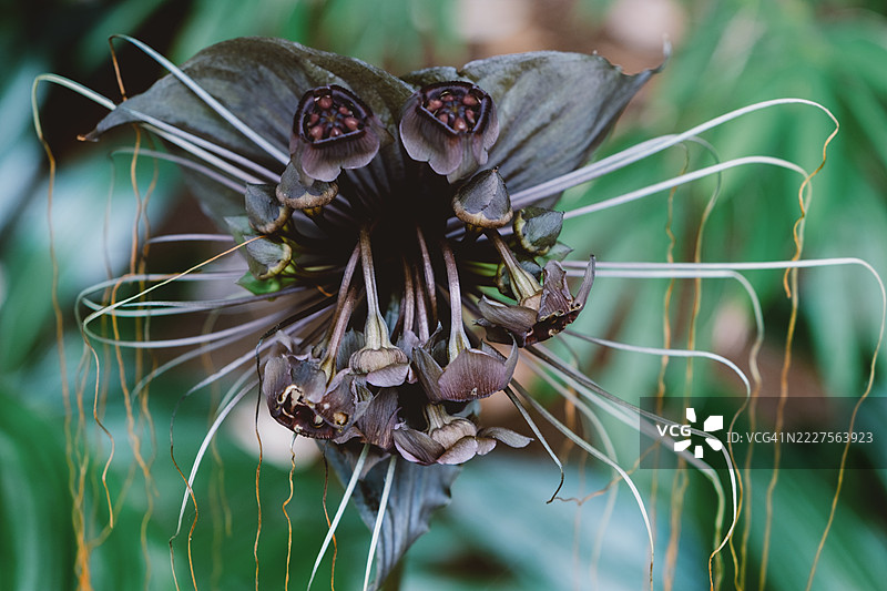 黑色蝙蝠花盛开图片素材