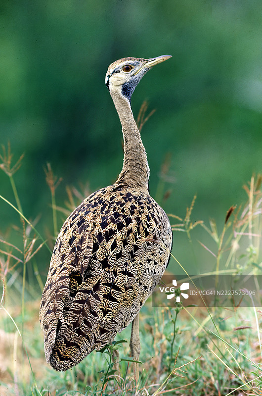 黑腹冠鹤图片素材