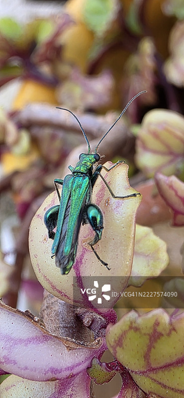 昆虫在花朵上的特写镜头图片素材