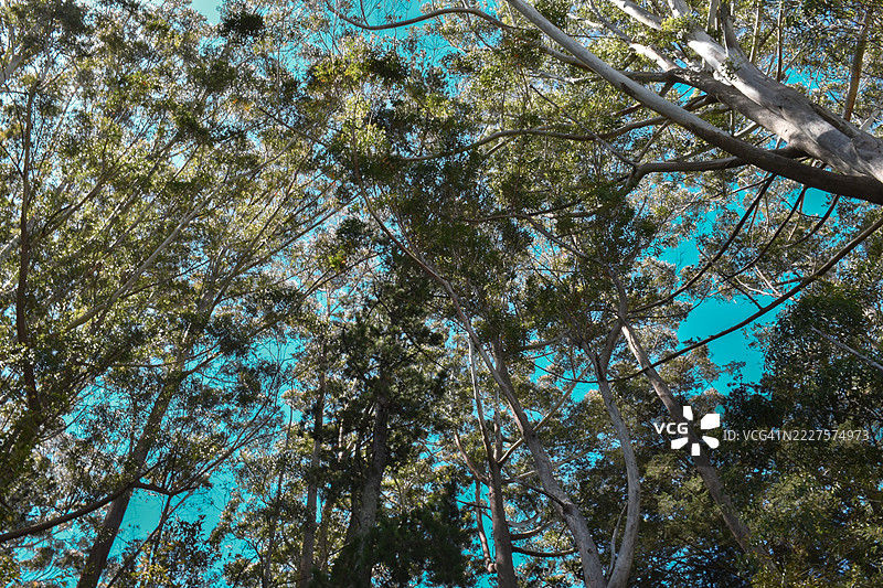 新西兰森林中的树木图片素材