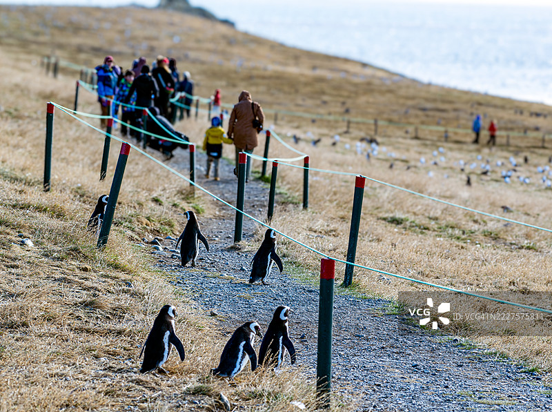 企鹅在智利马格达莱纳岛的小径上与游客一起漫步图片素材