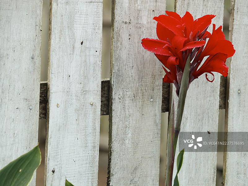 红色大丽花与白色木栅栏相映衬图片素材
