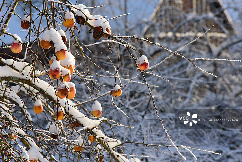 美丽的雪覆盖的苹果挂在寒冷冬季的树枝上，拉脱维亚图片素材