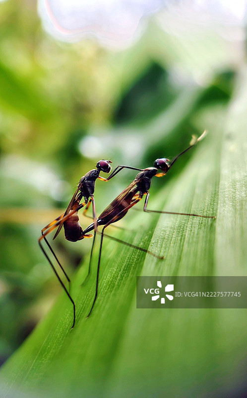 叶子上的昆虫特写，印度喀拉拉邦科伊兰迪图片素材