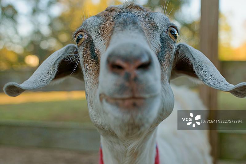 特写的山羊，达勒姆，北卡罗来纳州，美国图片素材
