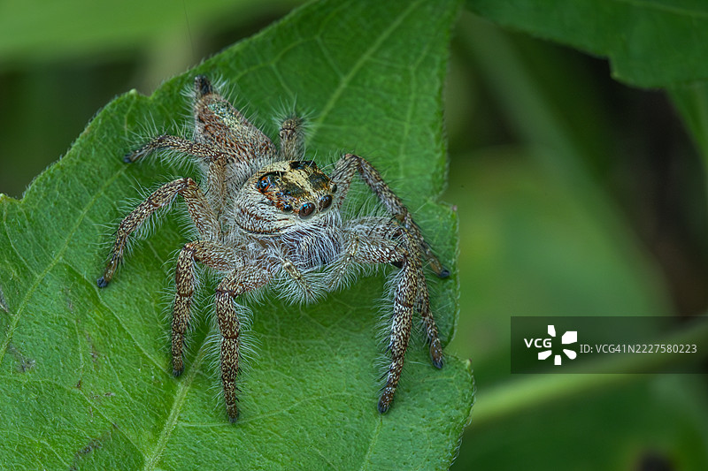 重型跳蛛（Hyllus diardi），斑腹蝇象，Plexippini，跳蛛科，蛛形纲，布纳肯岛。图片素材