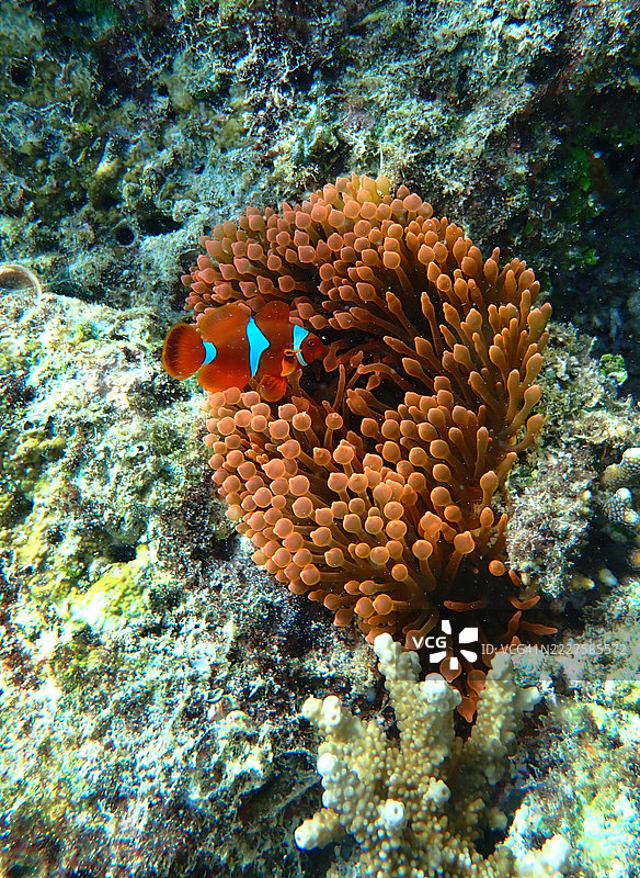 脊颊海葵鱼或褐色小丑鱼（Amphiprion biaculeatus）与海葵图片素材