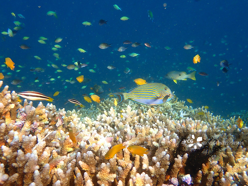 拉贾安帕特的海景，珊瑚与鱼类相伴图片素材