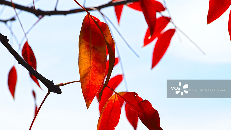 红叶旅馆图片素材