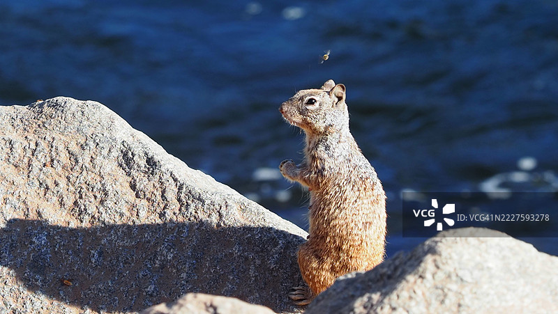让它成为蜜蜂图片素材