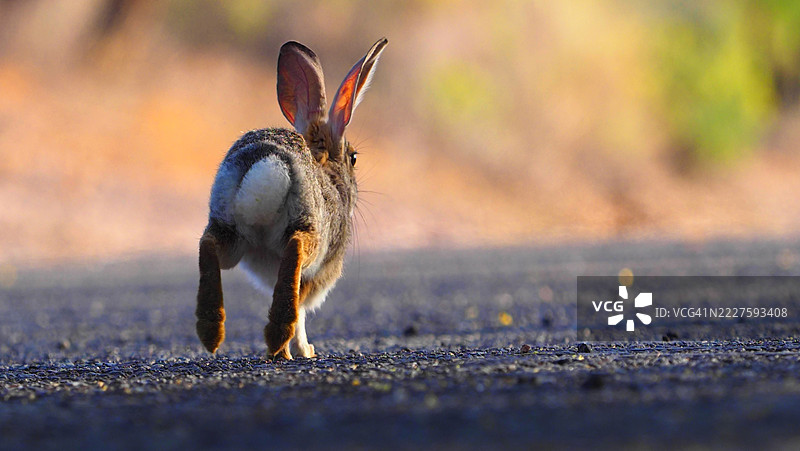 小小的逃跑者图片素材