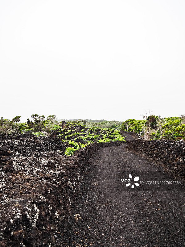 熔岩石葡萄园小径，皮库岛，亚速尔群岛图片素材