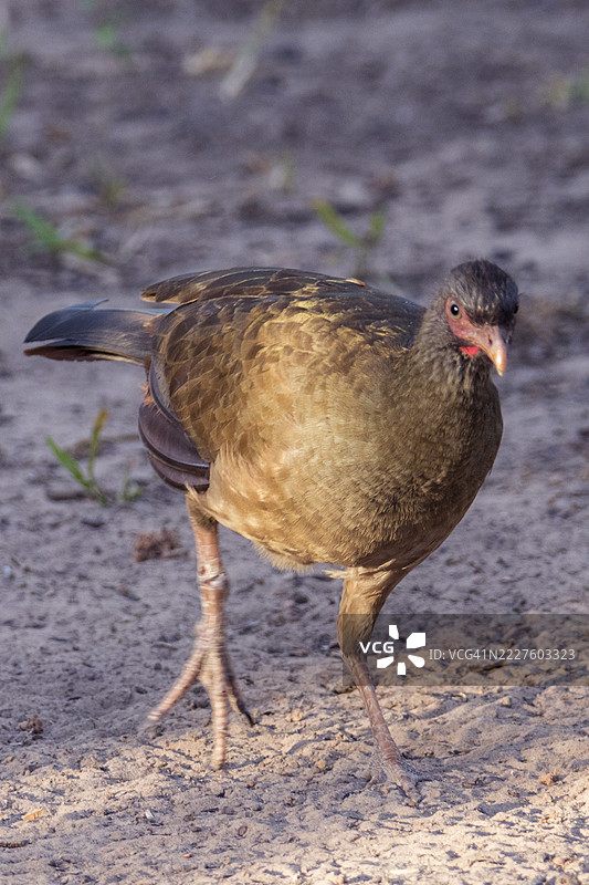 查科查查拉卡图片素材